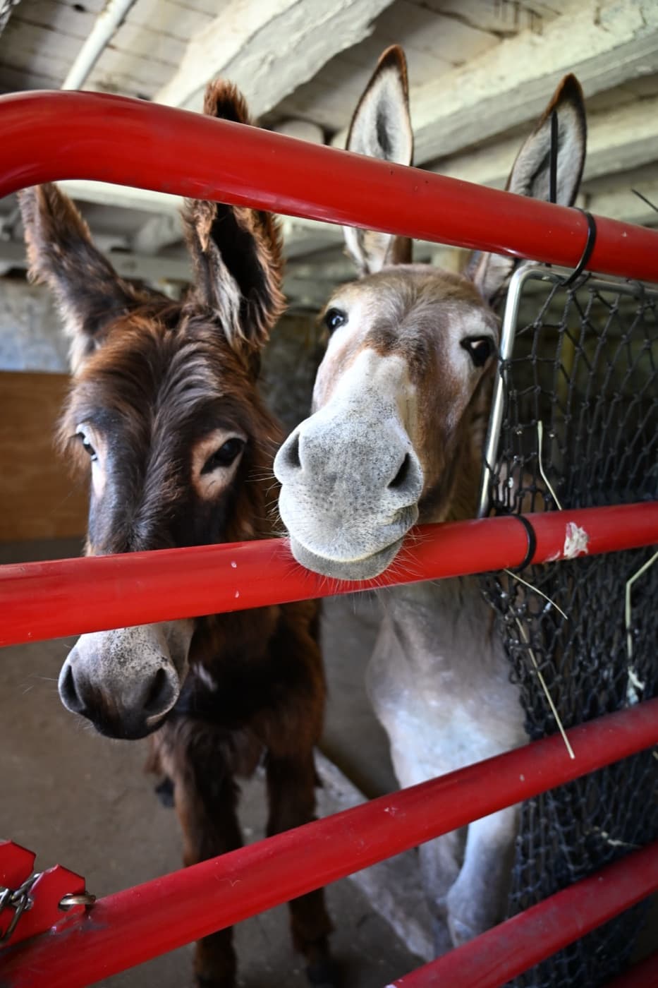 Two donkeys poking their noses through a red farm gate